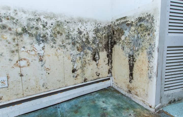 residential mold removal experts in Springdale